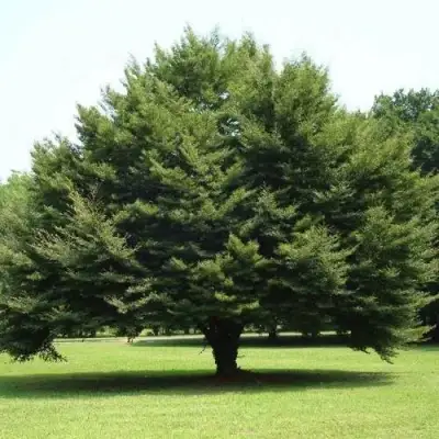 Бук обыкновенный в Могилёве