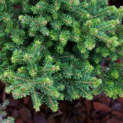 Ель ВИЛС ЦВЕРГ обыкновенная в Могилёве