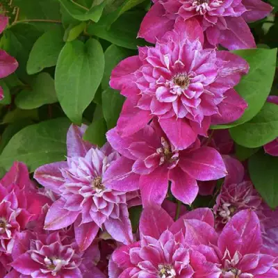 Клематис МАЙ ДАРЛИНГ  в Могилёве