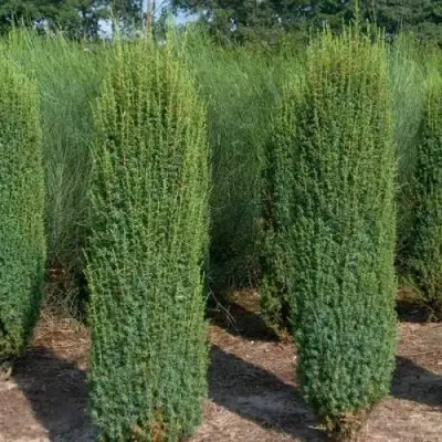 Можжевельник ХИБЕРНИКА обыкновенный  в Могилёве