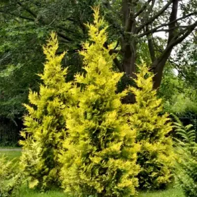 Туя ГОЛДЕН БРАБАНТ западная в Могилёве