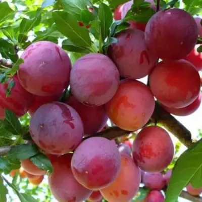 Слива НЕКТАРИННАЯ АРОМАТНАЯ в Могилёве