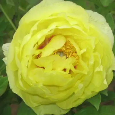 Пион ЗОЛОТО ПОДНЕБЕСНОЙ древовидный в Могилёве