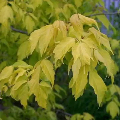 Клен ясенелистный в Могилёве