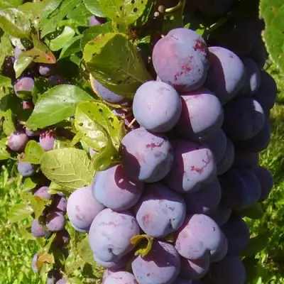 Слива НАГРАДА НЕМАНСКАЯ в Могилёве