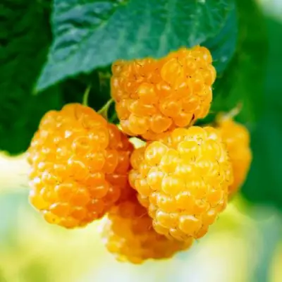 Малина МЕДОВАЯ в Могилёве