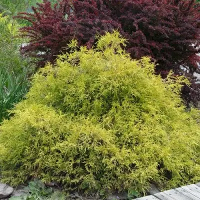 Кипарисовик ГОЛДЕН МОП горохоплодный в Могилёве