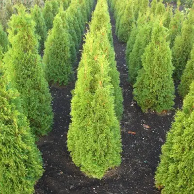 Туя САННИ СМАРАГД западная  в Могилёве