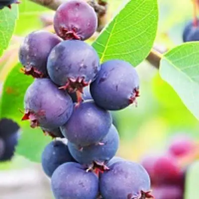 Ирга СМОУКИ в Могилёве