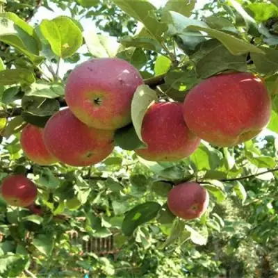 Яблоня ОРЛИК в Могилёве