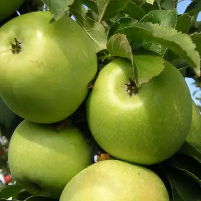 Яблоня КАЛУЖАНКА в Могилёве