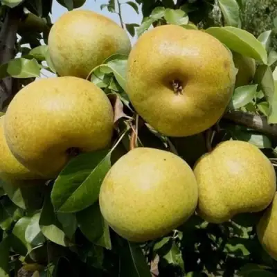 Груша ПЛАТОНОВСКАЯ в Могилёве