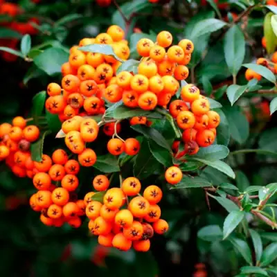 Пираканта ОРАНЖ ГЛОУ в Могилёве