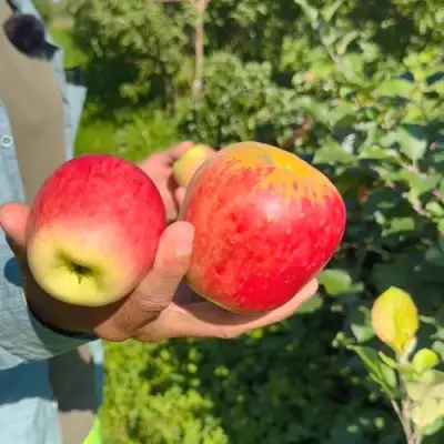 Яблоня БЛАГАЯ ВЕСТЬ в Могилёве
