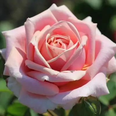 Роза ФРЕДЕРИК МИСТРАЛЬ чайно-гибридная в Могилёве