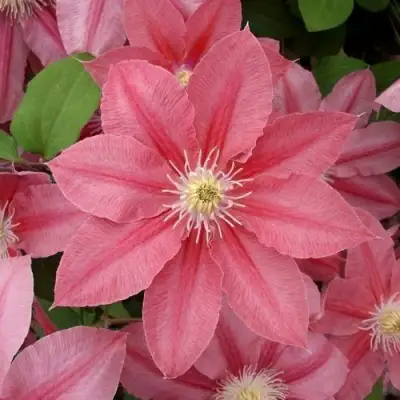 Клематис ЛИТЛ МЕРМЕЙД в Могилёве