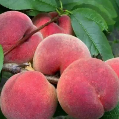 Персик ЮБИЛЕЙ СТОЛИЦЫ колонновидный в Могилёве