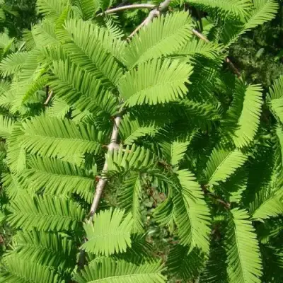 Метасеквойя  ГЛИПТОСТРОБОИДНАЯ  в Могилёве