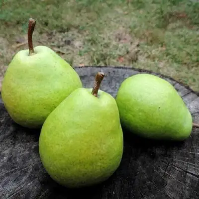 Груша БЕРЕ ЛЮКА в Могилёве