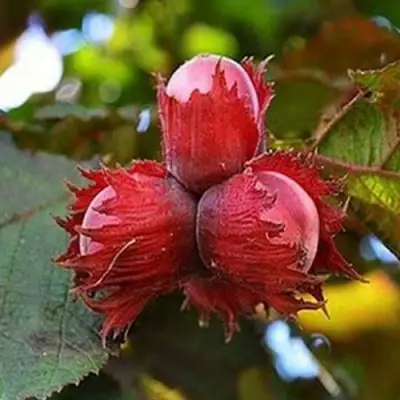 Фундук КРАСНЫЙ ЯНТАРЬ в Могилёве