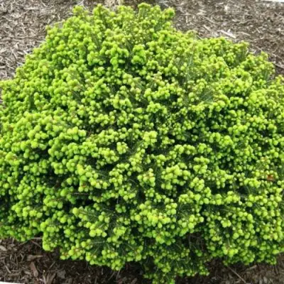 Ель ЛИТЛ ДЖЕМ обыкновенная в Могилёве