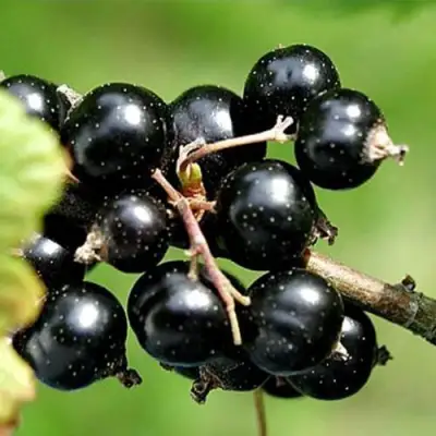 Смородина чёрная ЦЕРЕРА в Могилёве