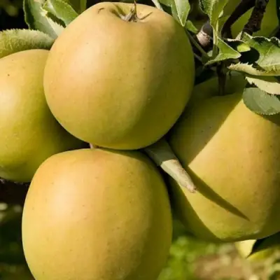 Яблоня МУТСУ в Могилёве