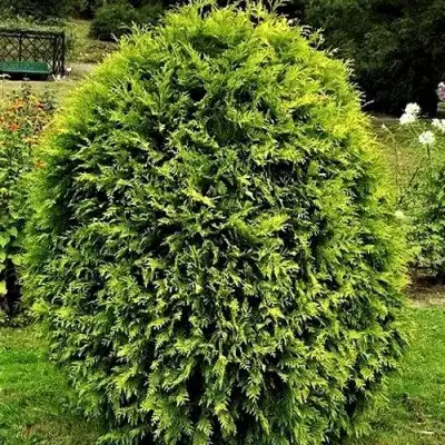 Туя ТИП ТОП западная в Могилёве