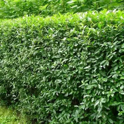 Бирючина обыкновенная в Могилёве