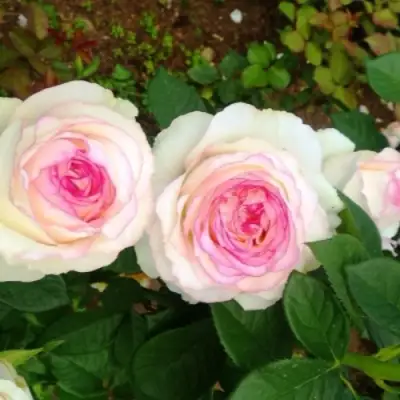 Роза ДОЛЬЧЕ ВИТА чайно-гибридная в Могилёве