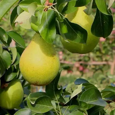 Груша ДОБРЯНКА в Могилёве