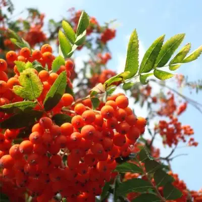 Рябина ВЕФЕД сладкоплодная в Могилёве