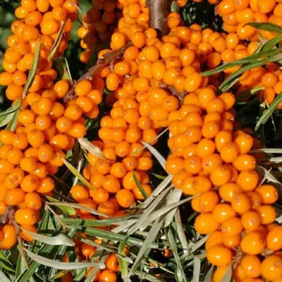 Облепиха ЕЛИЗАВЕТА в Могилёве