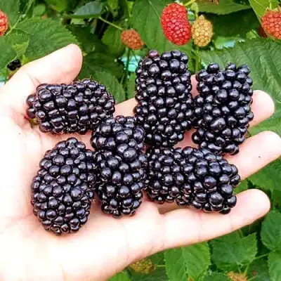 Ежевика ОУАЧИТА бесшипная  в Могилёве