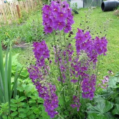 Коровяк ВИОЛЕТТА (вербаскум) в Могилёве