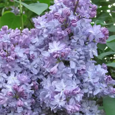 Сирень НЕБО МОСКВЫ в Могилёве