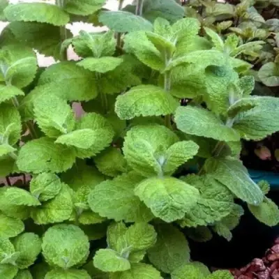 Мята яблочная в Могилёве