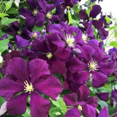 Клематис ПАНТЕР в Могилёве