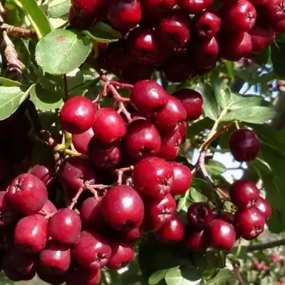 Рябина ГРАНАТНАЯ сладкоплодная в Могилёве