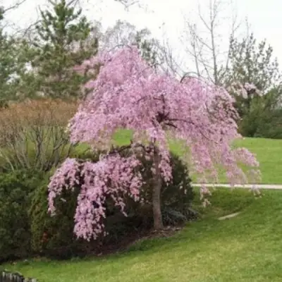 Сакура КИКУ ШИДАРЕ в Могилёве