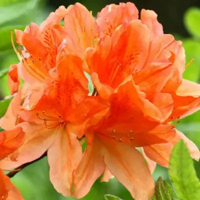 Азалия ГЕЙША ОРАНЖ японская в Могилёве