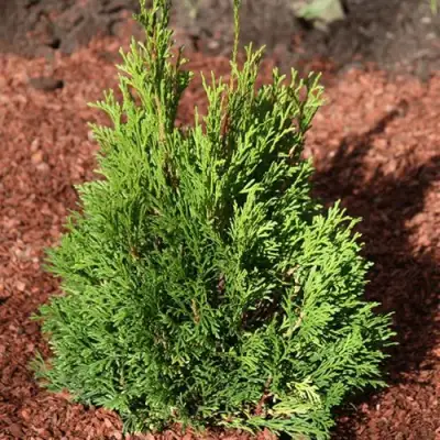 Туя МИКИ западная в Могилёве