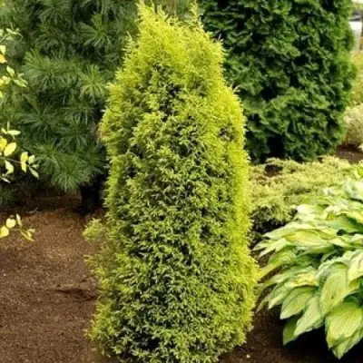Можжевельник ГОЛД КОН обыкновенный в Могилёве