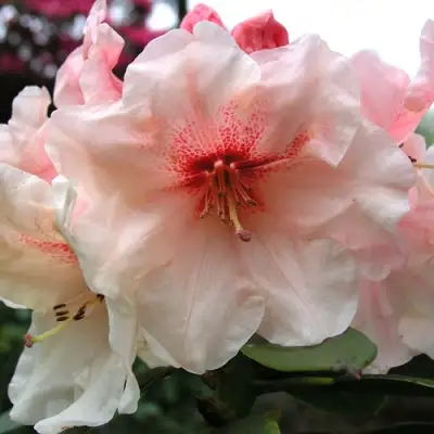 Рододендрон ХАНЯ	 в Могилёве