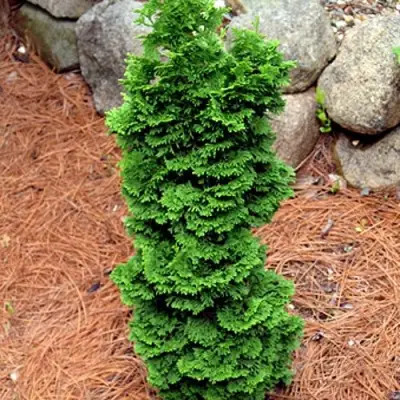 Туя СПИРАЛИС МИНИ западная в Могилёве