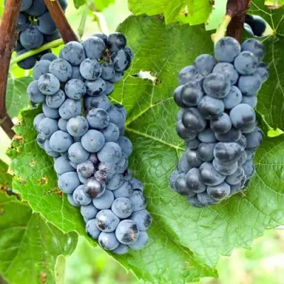 Виноград ВЭЛИАНТ в Могилёве