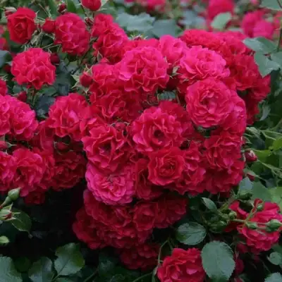 Роза РАДОСТЬ САДОВНИКА (ГАРТЕН ФРОЙДЕ) почвопокровная в Могилёве