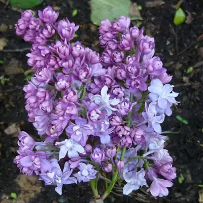 Сирень НАДЕЖДА в Могилёве