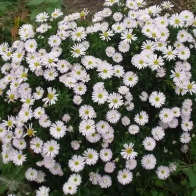 Астра ВАЙС многолетняя в Могилёве