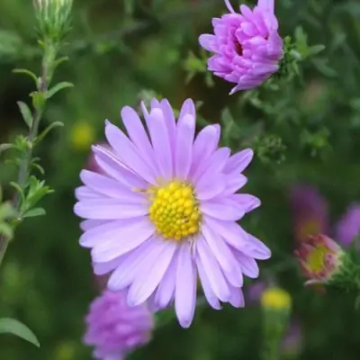 Астра СТРОУБЕРРИ ЭНД КРИМ новобельгийская в Могилёве